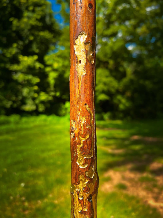 hive